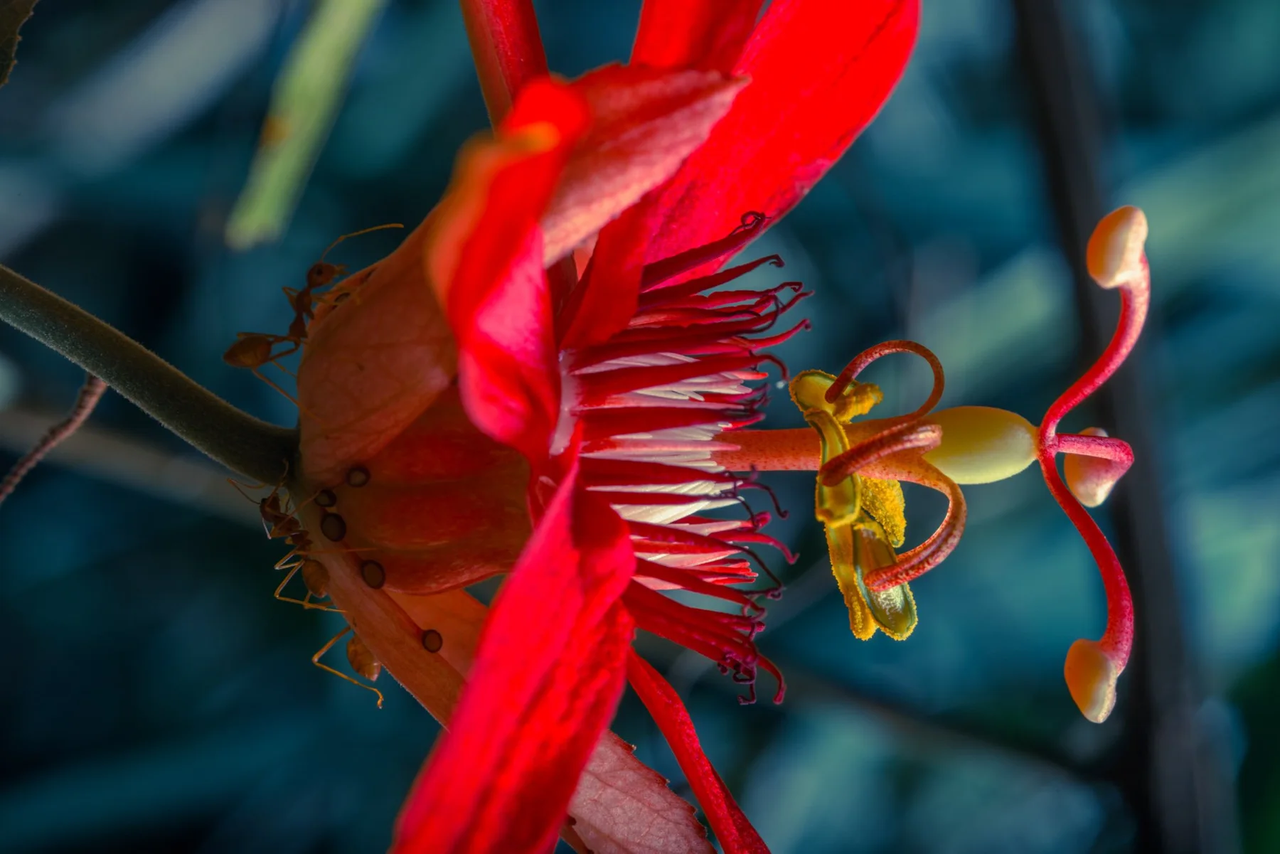 Seitliche Nahaufnahme einer roten Bl&uuml;te mit langen Staubbl&auml;ttern.