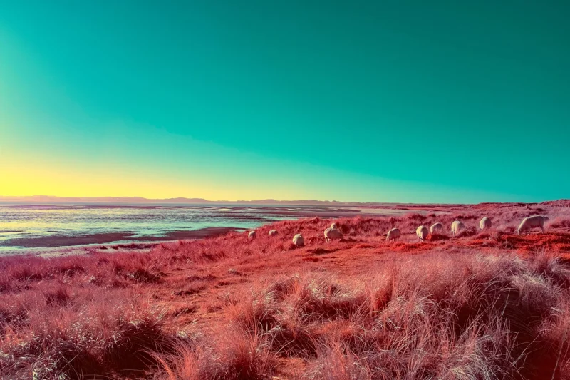 Photographie d’art infrarouge d’André Wagner: Sheep at the Edge of Light.