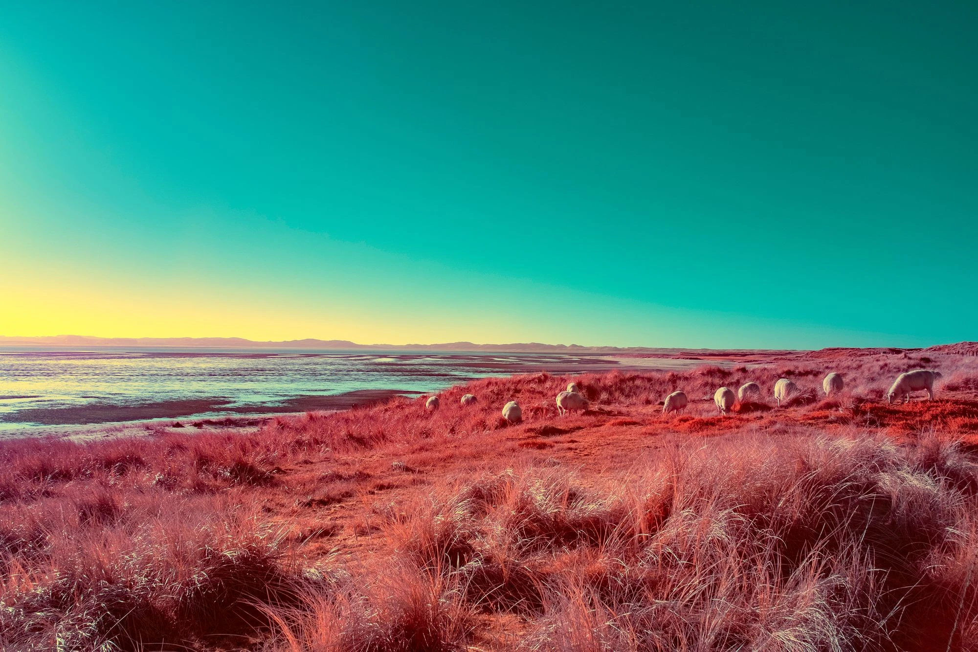 Photographie d’art infrarouge d’André Wagner: Sheep at the Edge of Light.