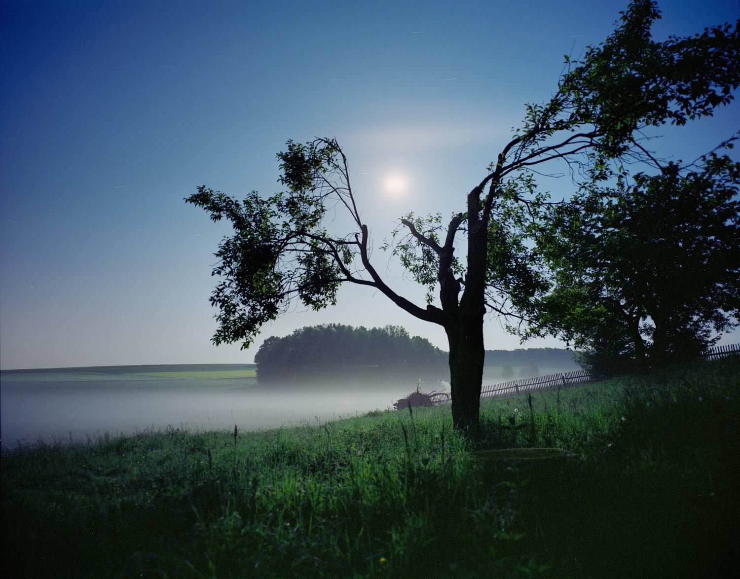 Photographie d’art d’André Wagner: Un arbre isolé aux ramifications irrégulières se tient au bord de l’eau — Shiva Moon II, Neuseeland.