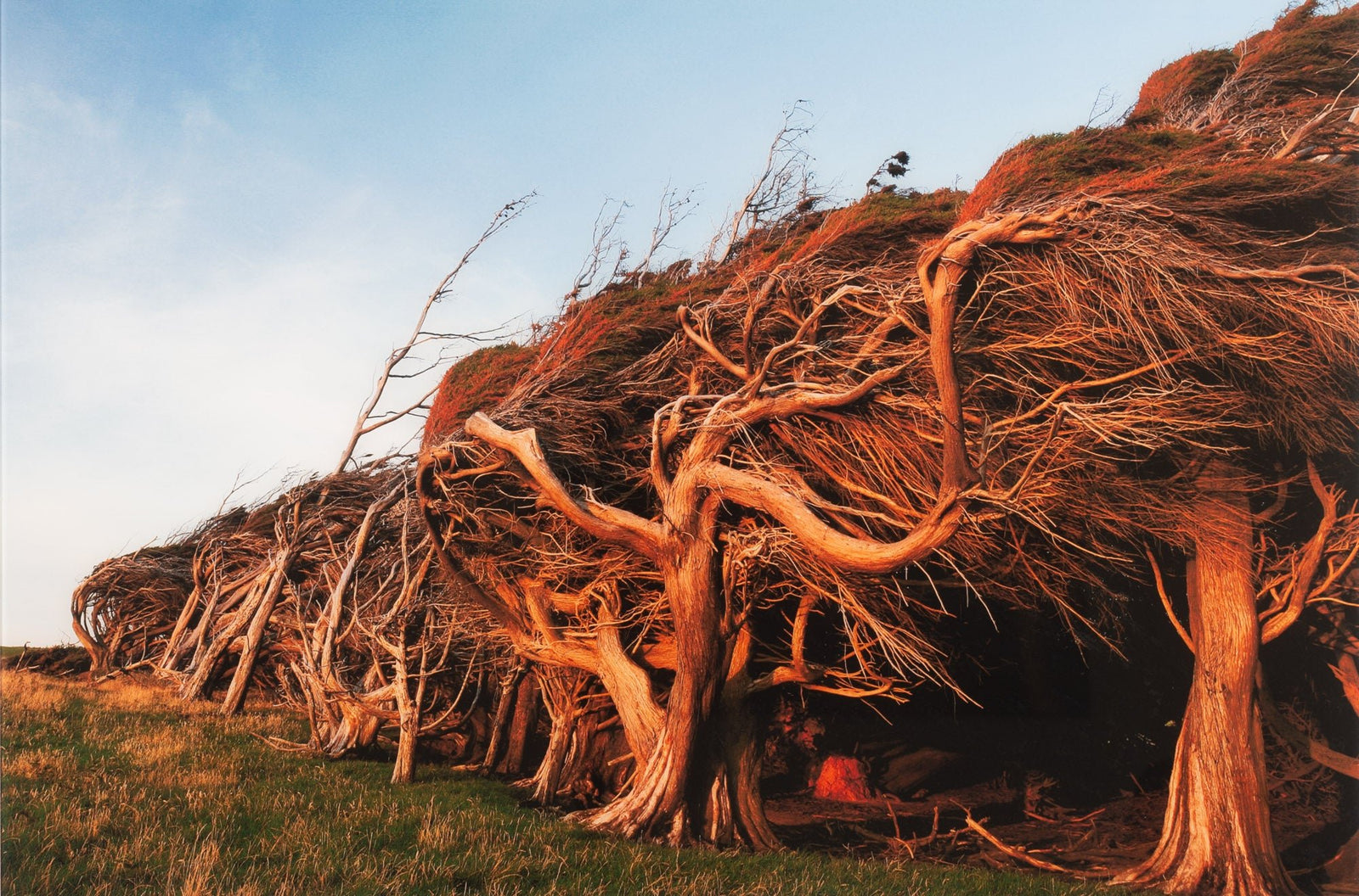 Photographie d’art d’André Wagner: Slope point 2, Neuseeland.