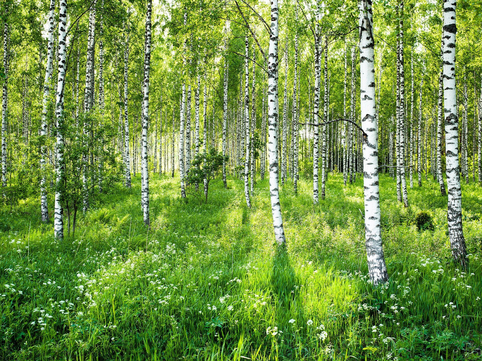 Photographie d’art d’André Wagner: Des troncs de bouleaux blancs se tiennent à des distances variables sur un sol densément verdoyant — Soft light birch forest, Finnland.