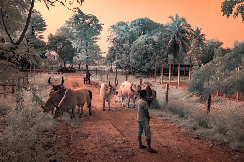 Photographie d’art infrarouge d’André Wagner: The Bullrun Awakens.