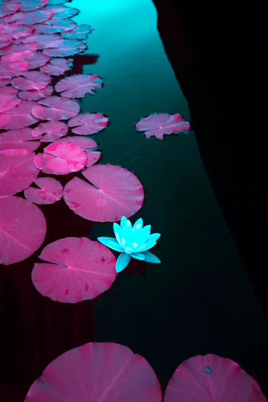 Photographie d’art infrarouge d’André Wagner: Des feuilles rondes de nénuphars se prolongent en profondeur le long du bord gauche — The Flow of Harmony.