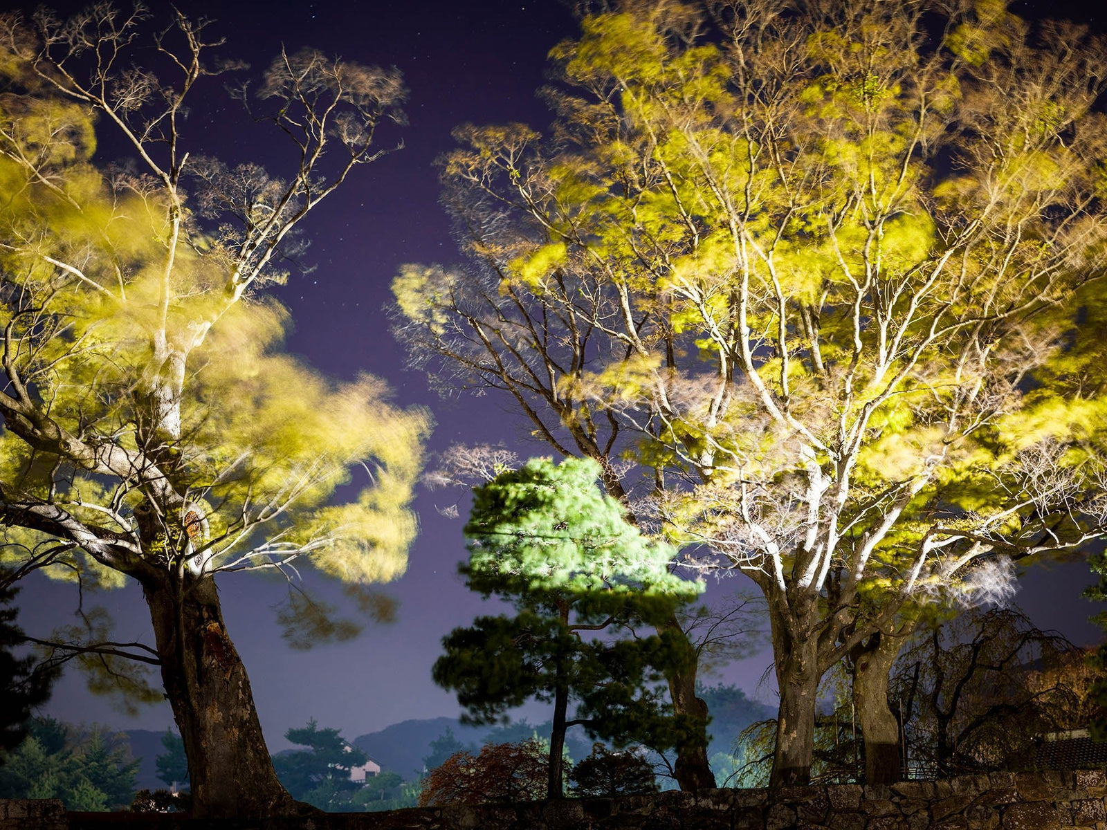 Fine art photography by André Wagner: Two tall, loosely branching trees frame a smaller, denser tree at the centre — The imperial trees, Japan.