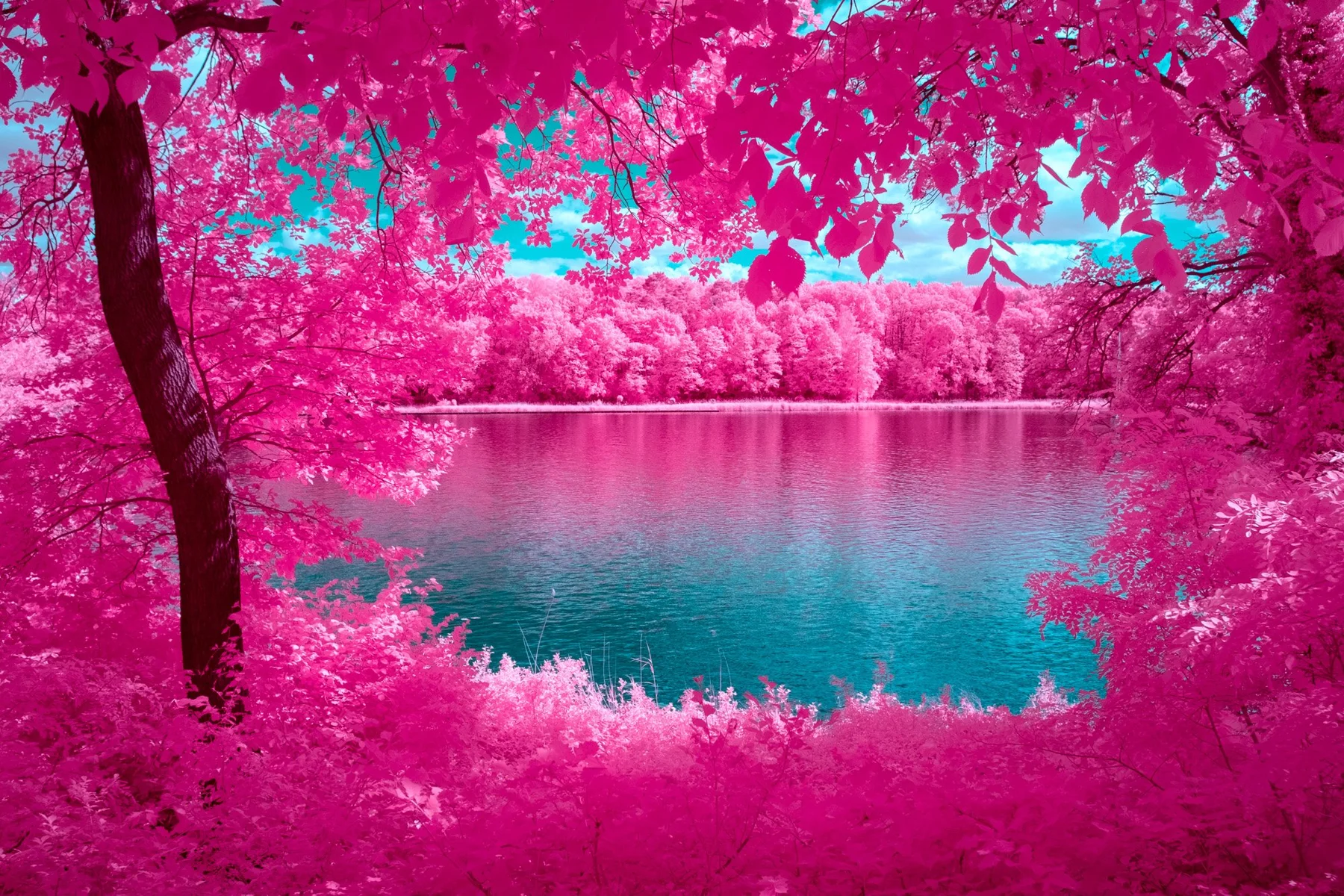 Photographie d&rsquo;art infrarouge d&rsquo;Andr&eacute; Wagner: Un tronc sombre &agrave; gauche et un feuillage dense au bord sup&eacute;rieur encadrent la vue sur l&rsquo;eau &mdash; The Mirror Of Nature.