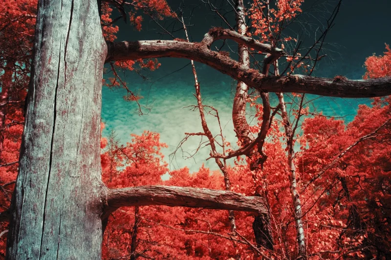 Photographie d’art infrarouge d’André Wagner: Un tronc clair se tient au bord gauche de l’image — The Tree That Remembers Light.