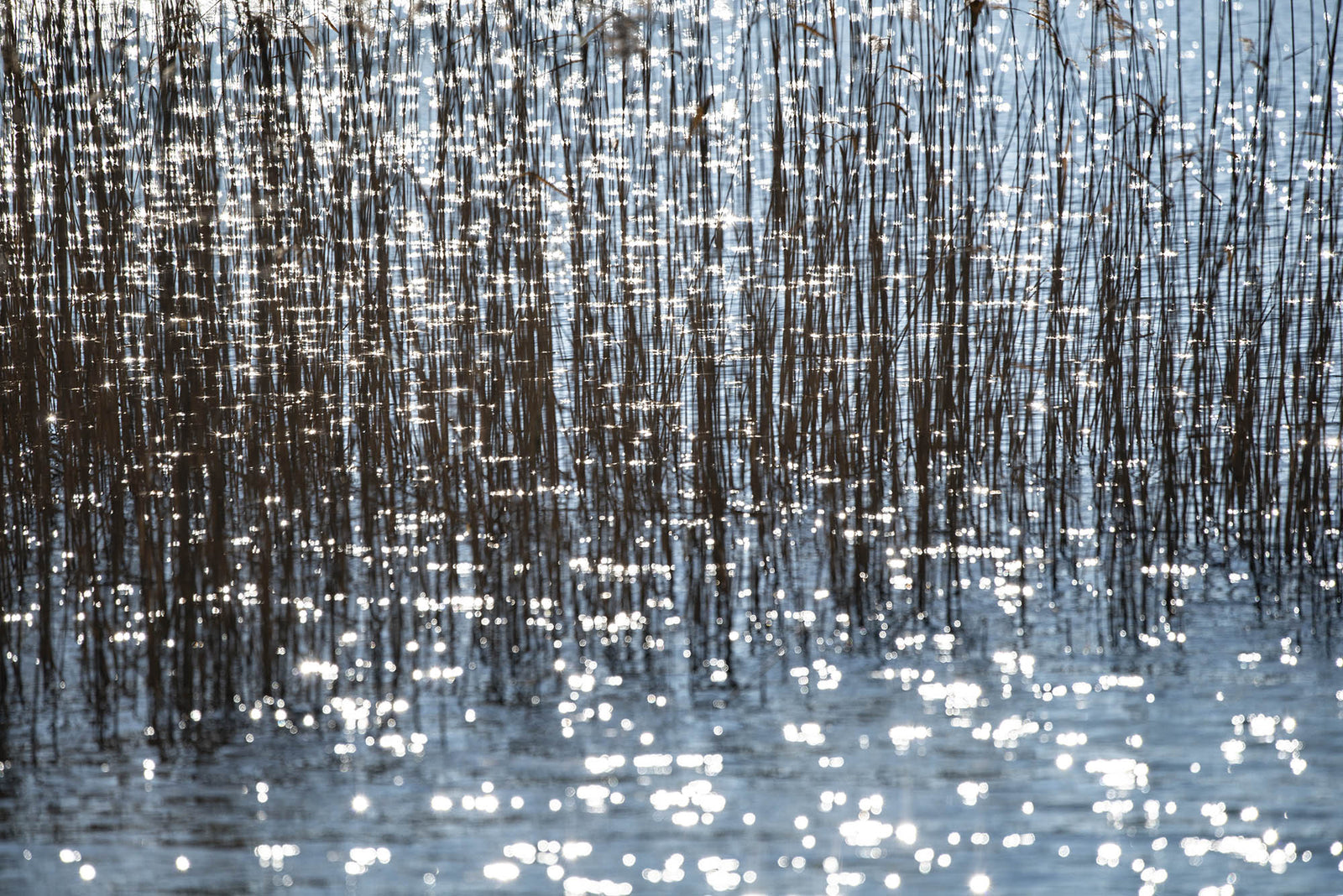 Photographie d’art d’André Wagner: De fines tiges s’élèvent en grand nombre au-dessus de l’eau — Thousands of suns, Deutschland.