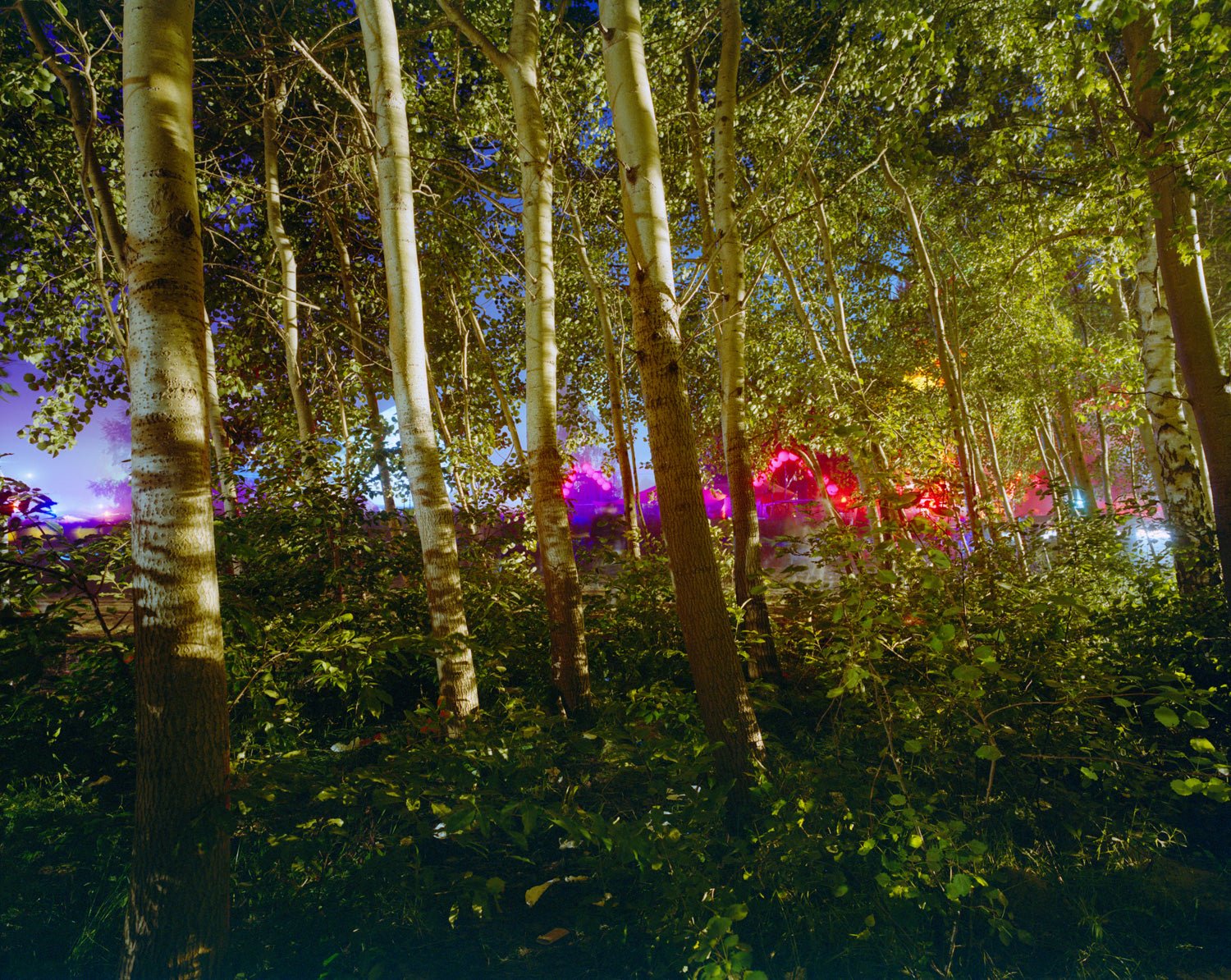Photographie d’art d’André Wagner: Une rangée de troncs clairs se tient devant une zone lointaine de lumières rouges, bleues et violettes — Touched By Sound II, Deutschland.
