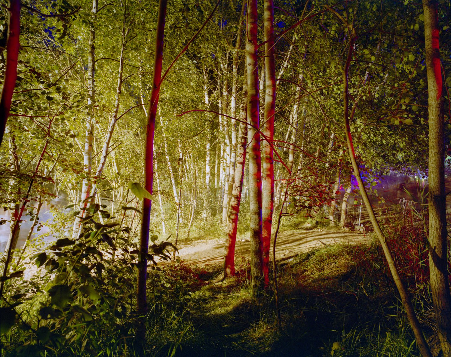 Photographie d’art d’André Wagner: Dans un étroit espace forestier, une surface claire au sol mène vers le fond — Touched By Sound III, Deutschland.