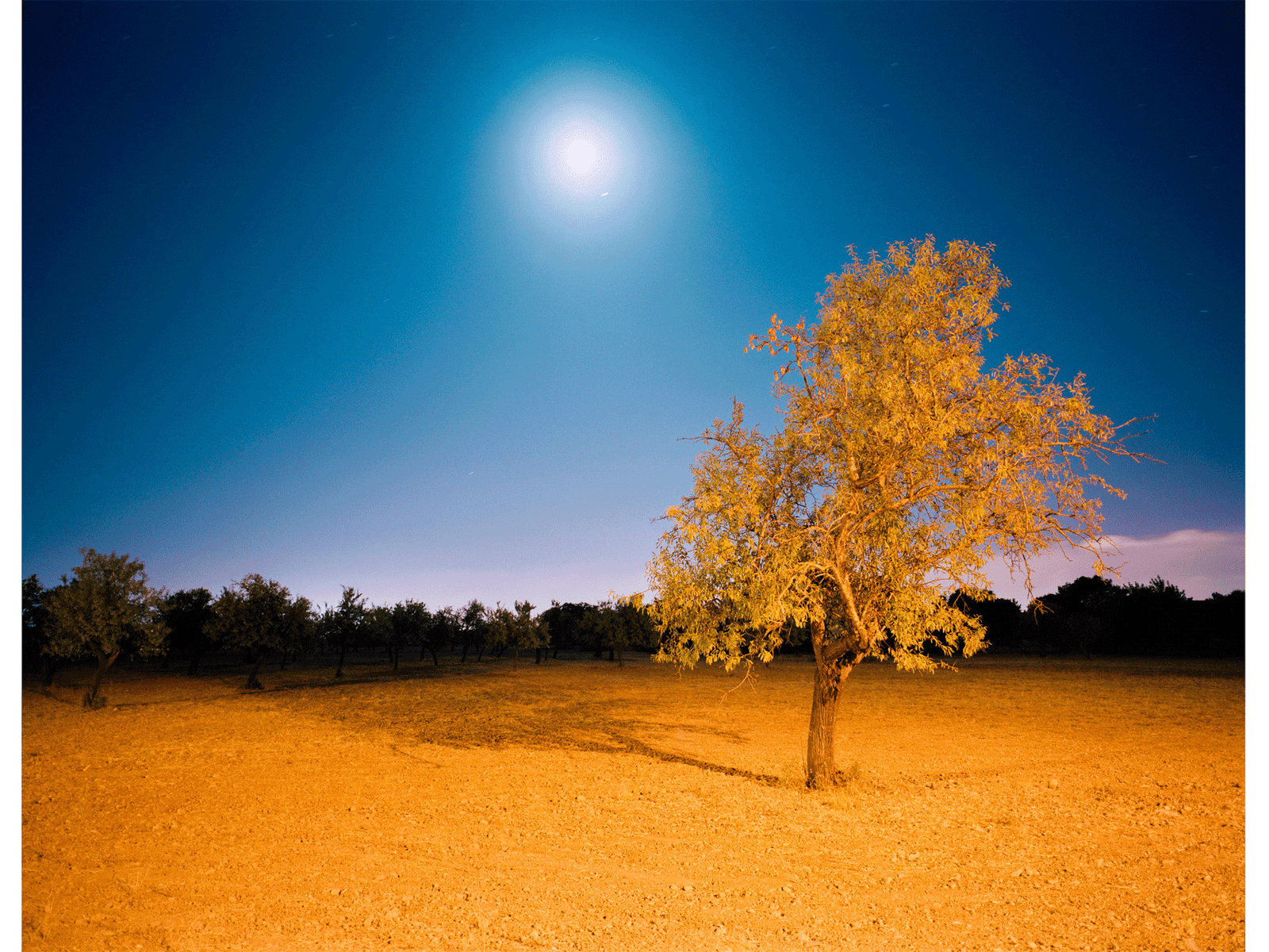 Photographie d’art d’André Wagner: Un arbre solitaire se tient sur une surface largement dégagée, éclairée d’une lumière chaude — Two characteristics, Spanien.