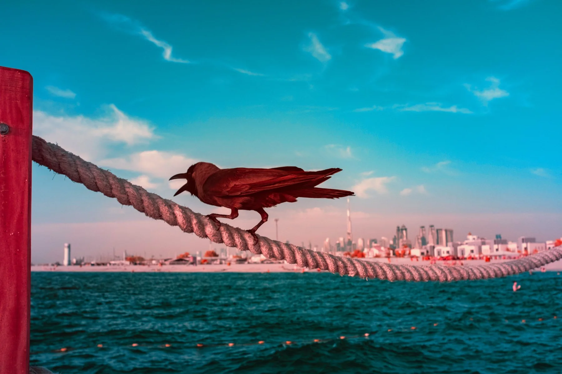 Oiseau sur une corde au-dessus de la mer.