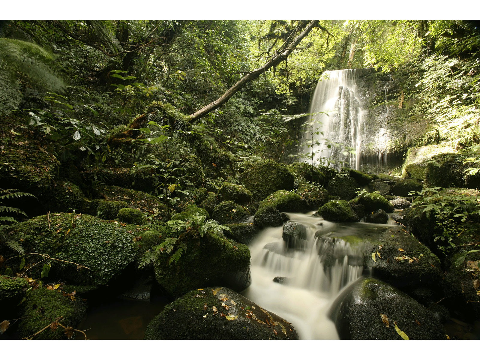 Photographie d’art d’André Wagner: Une cascade claire se détache au fond d’une végétation dense — Wasserfall im regenwald, Neuseeland.