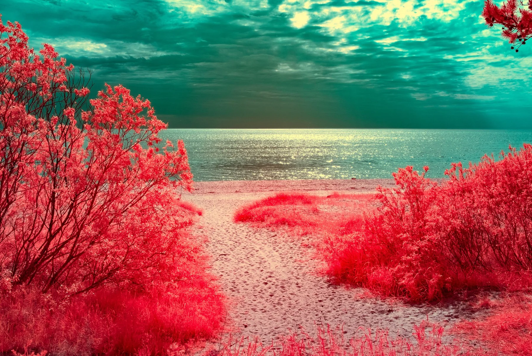 Chemin &agrave; travers une v&eacute;g&eacute;tation rouge vers la mer.