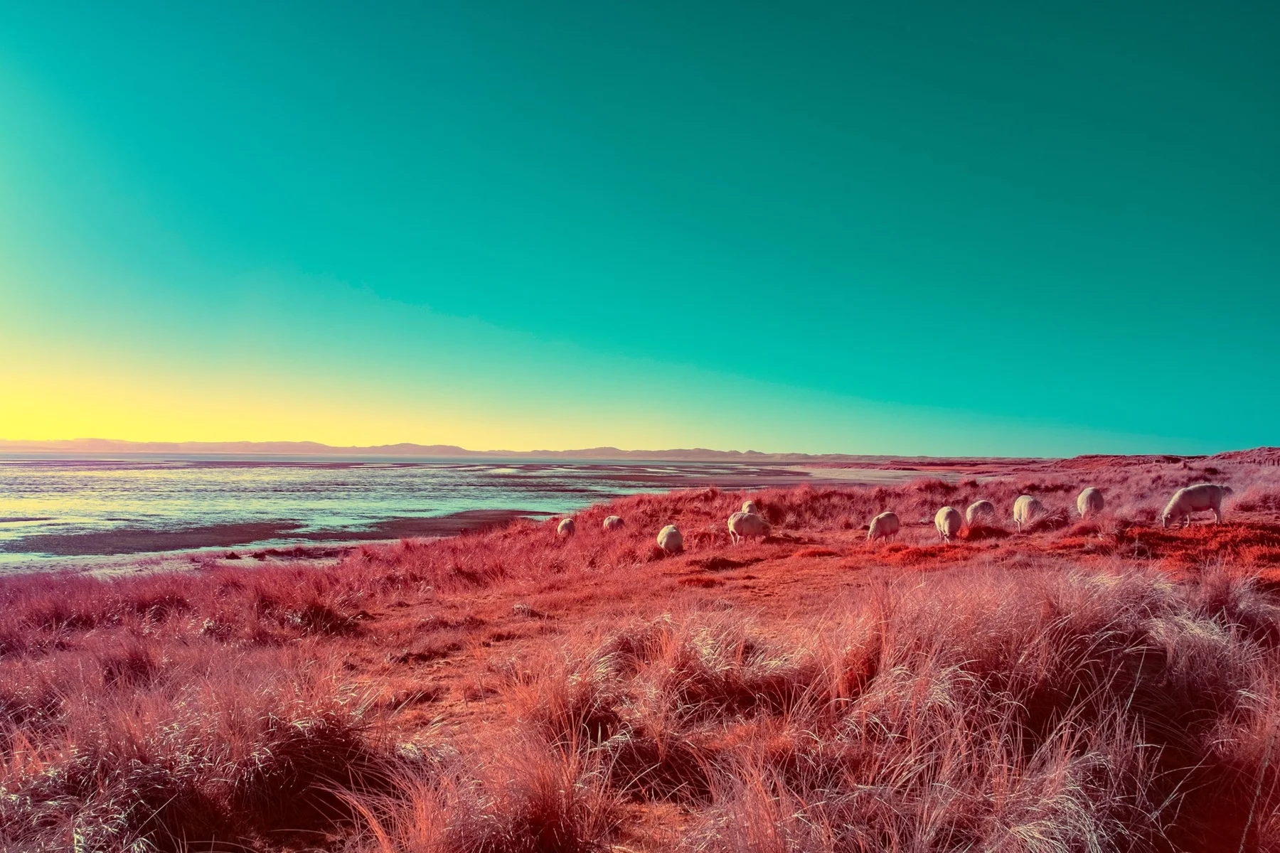 Vaste paysage de dunes &agrave; l&rsquo;herbe rouge au bord de la mer.