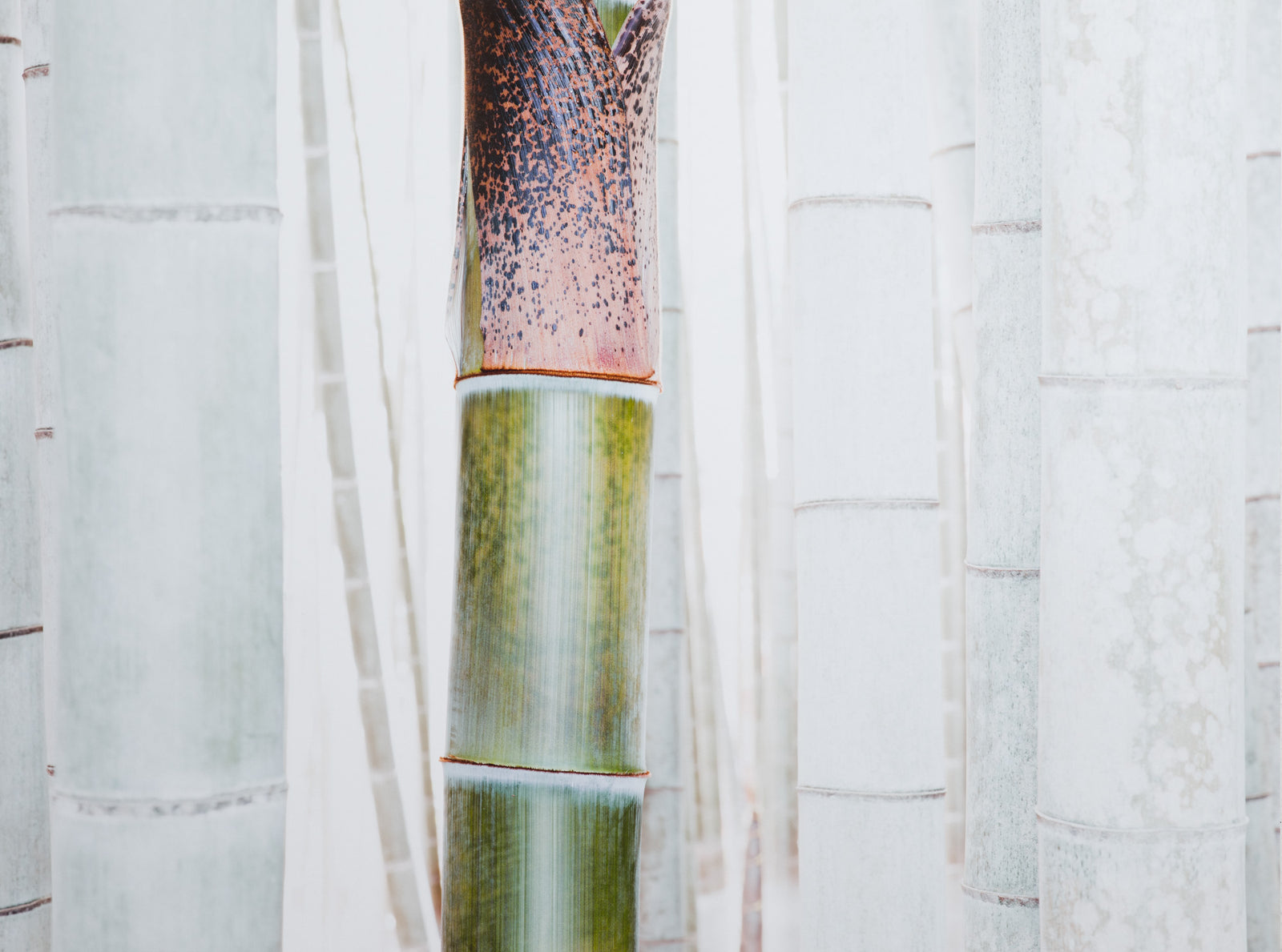 Photographie d’art d’André Wagner: White bamboo 1, Japan.