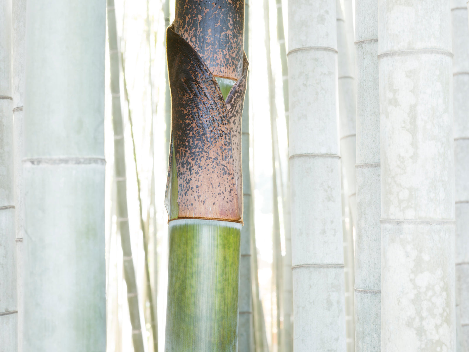 Fine art photography by André Wagner: A nearby bamboo stem changes from glossy green below to a brown-speckled sheath above — White Bamboo 3, Japan.