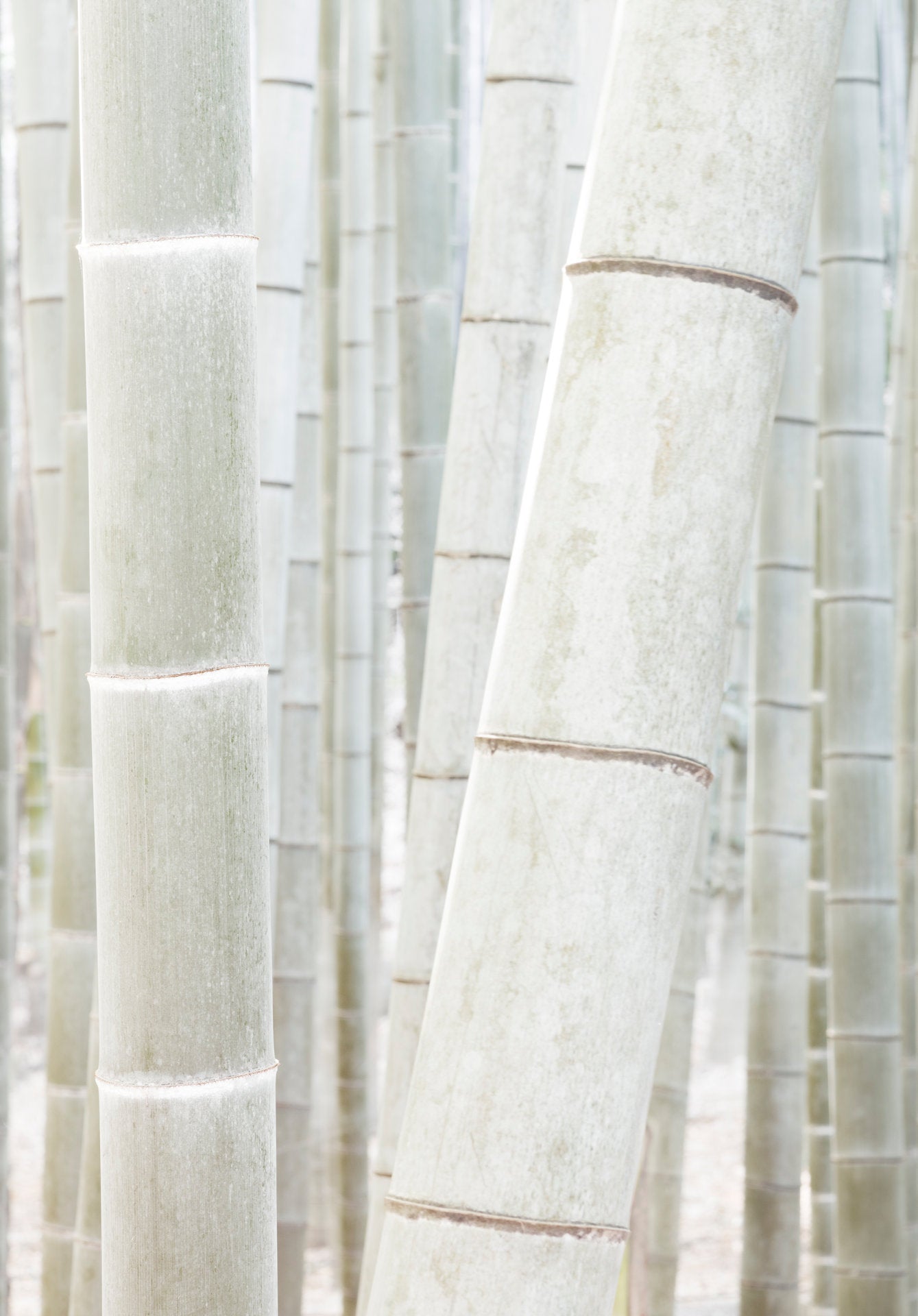 Fine art photography by André Wagner: Two strong pale bamboo stems stand close in a narrow vertical frame — White Bamboo 5, Japan.