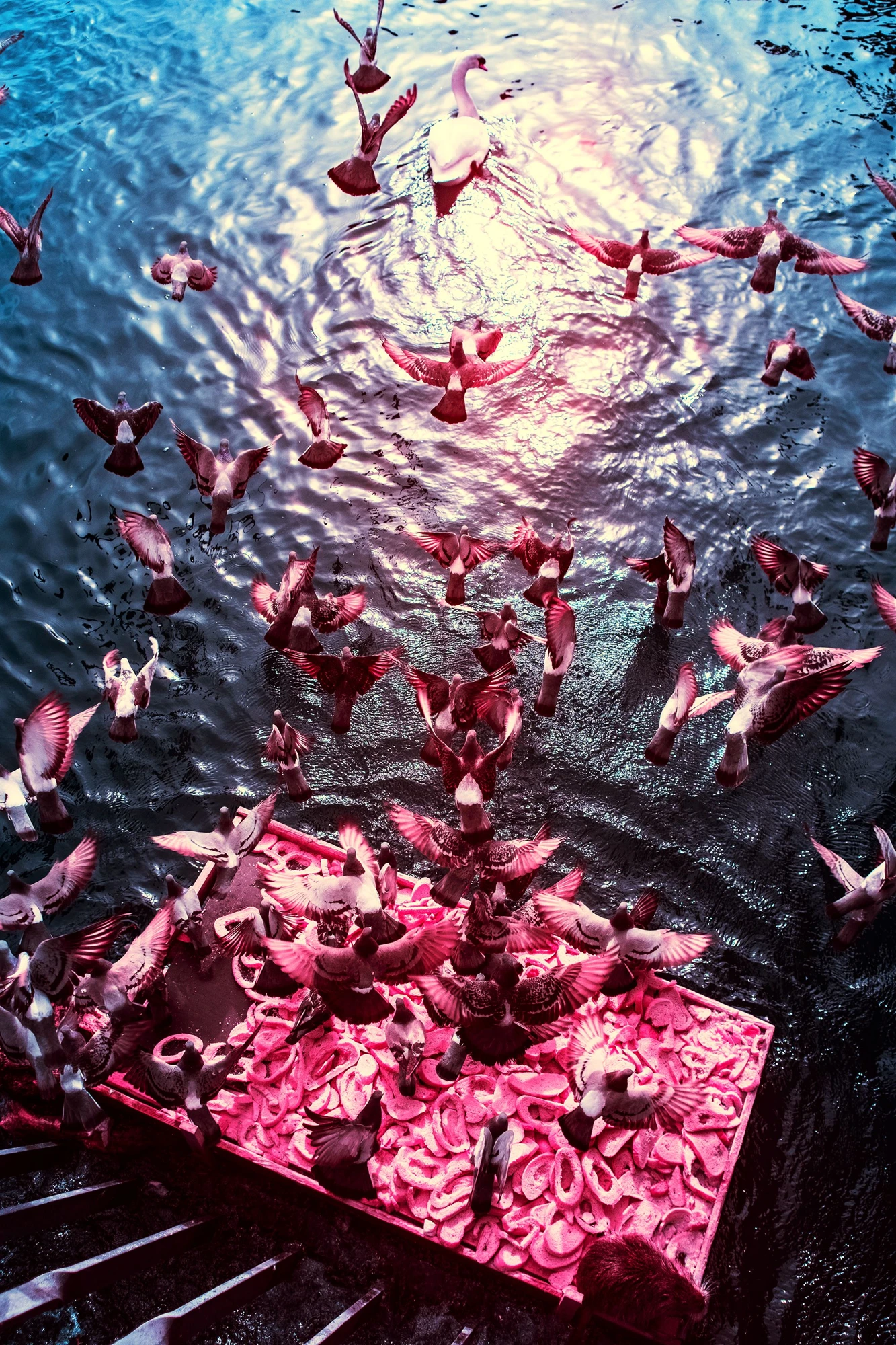 Photographie d’art infrarouge d’André Wagner: Depuis le bord inférieur, un groupe dense de pigeons s’envole au-dessus d’une eau bleue — Wings Over the Moldau in Prague.