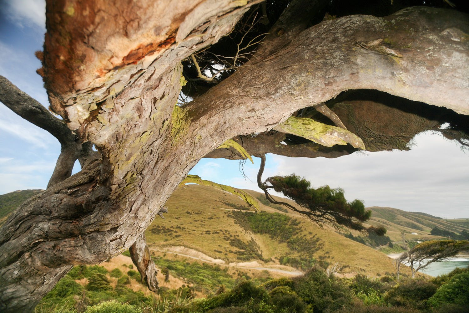 Photographie d’art d’André Wagner: Un puissant tronc noueux emplit le premier plan proche — Wingsuit Tree I, Neuseeland.