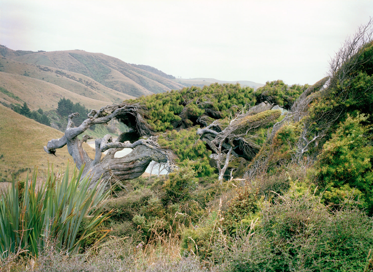 Photographie d’art d’André Wagner: Un arbre bas, largement déployé, étend ses branches noueuses au-dessus d’un versant herbeux — Wingsuit Tree II.