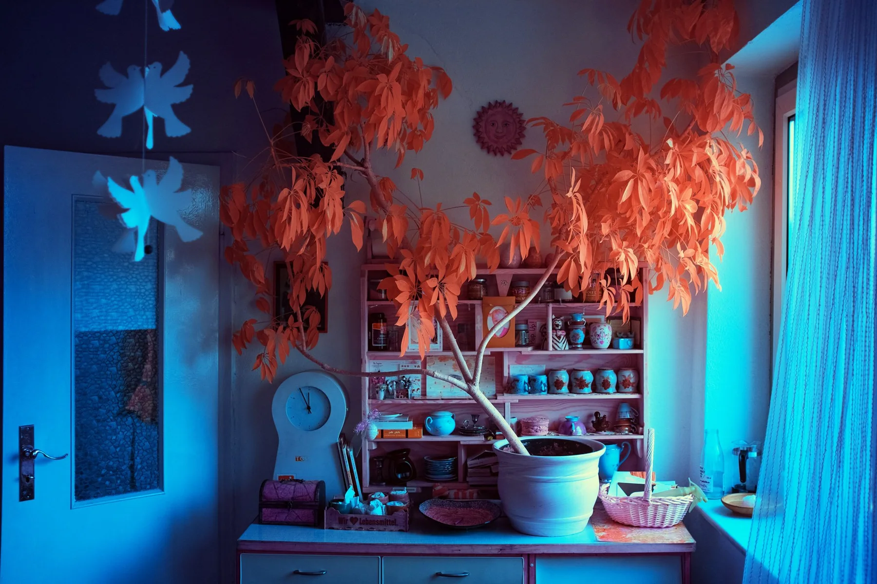 Plante d&rsquo;int&eacute;rieur dans une pi&egrave;ce.