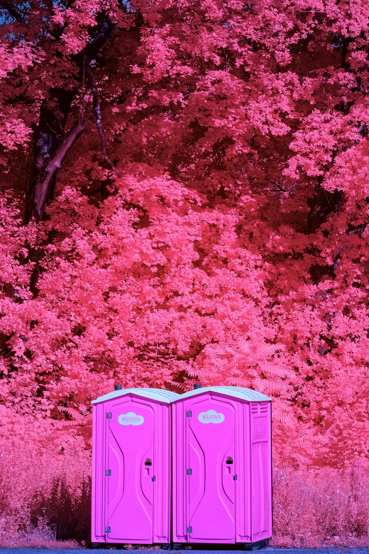 Deux toilettes mobiles devant une for&ecirc;t rose.