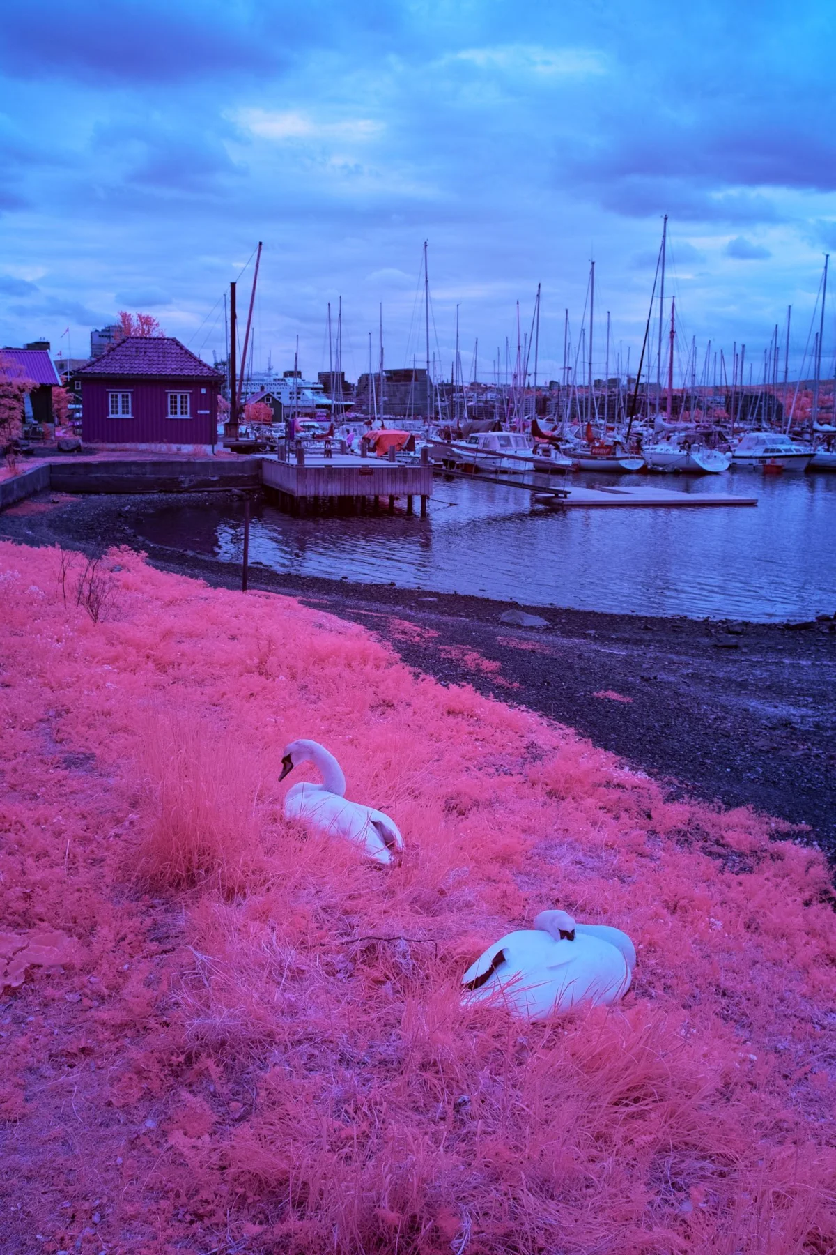 Deux oiseaux dans une prairie rose devant un port de plaisance.