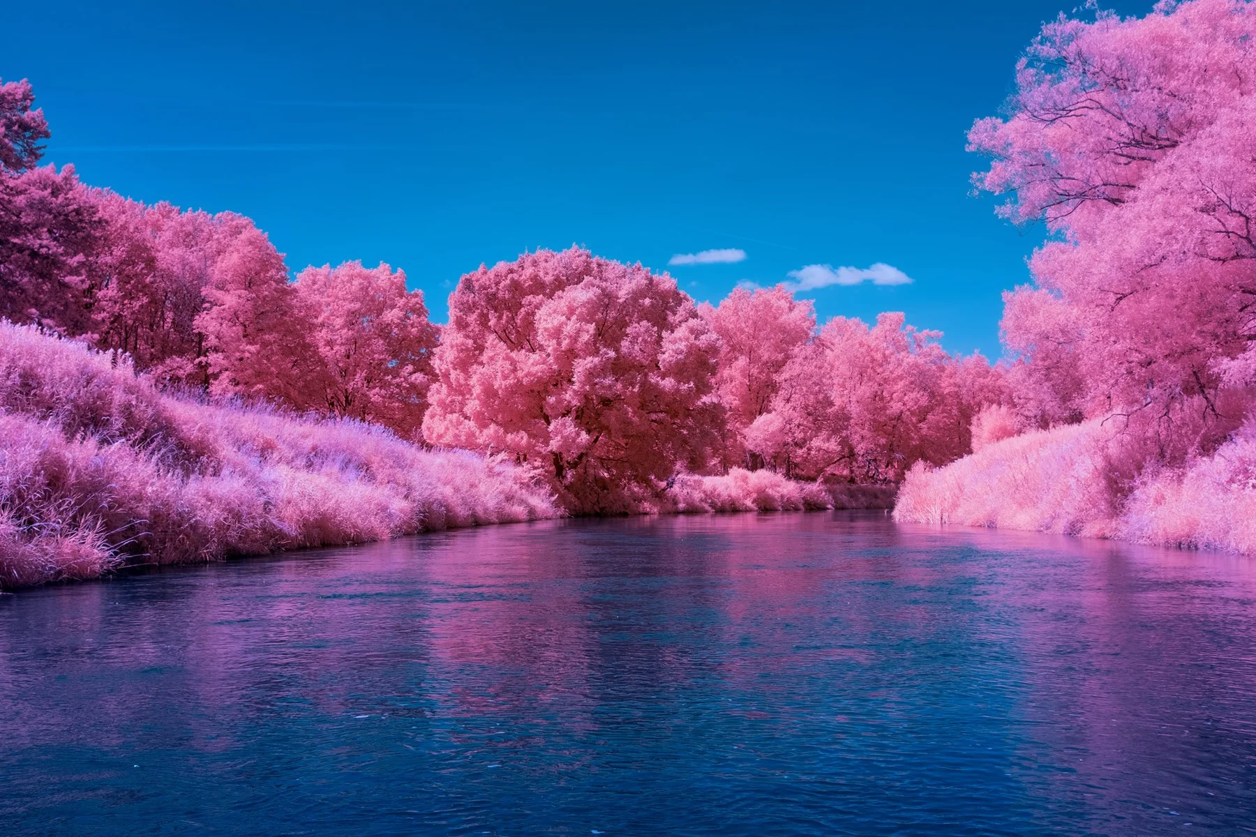 Fluss zwischen pinkfarbenen B&auml;umen.