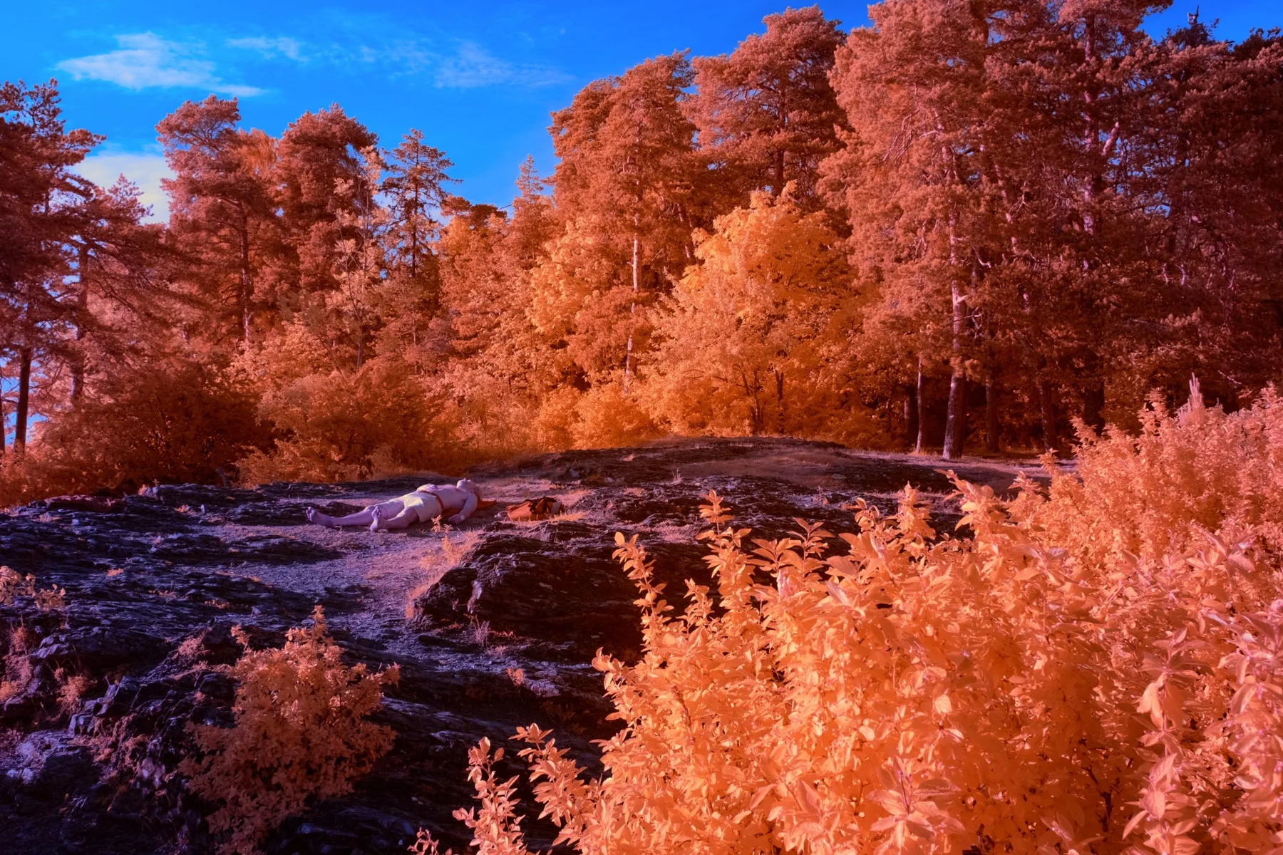 Felsige Landschaft mit orangefarbenem Wald.