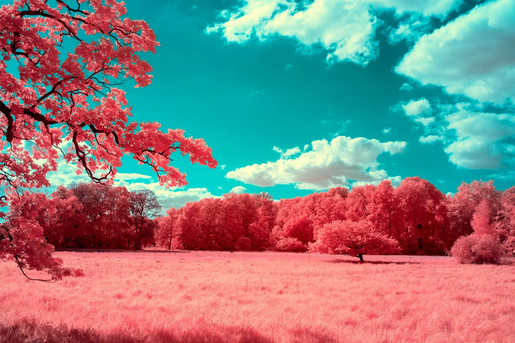 Rot gef&auml;rbtes Feld unter freiem Himmel.