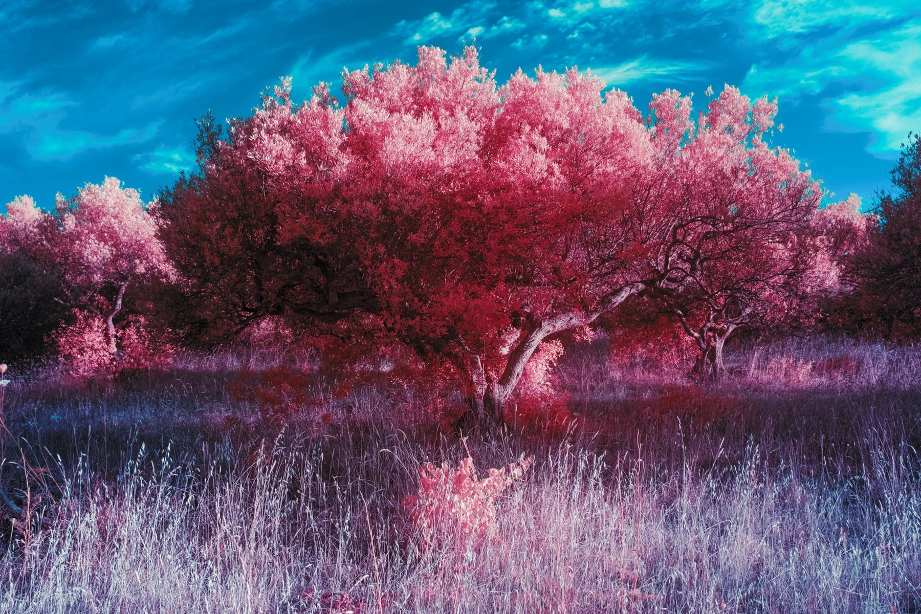 Einzelner pinkfarbener Baum auf einer Wiese.