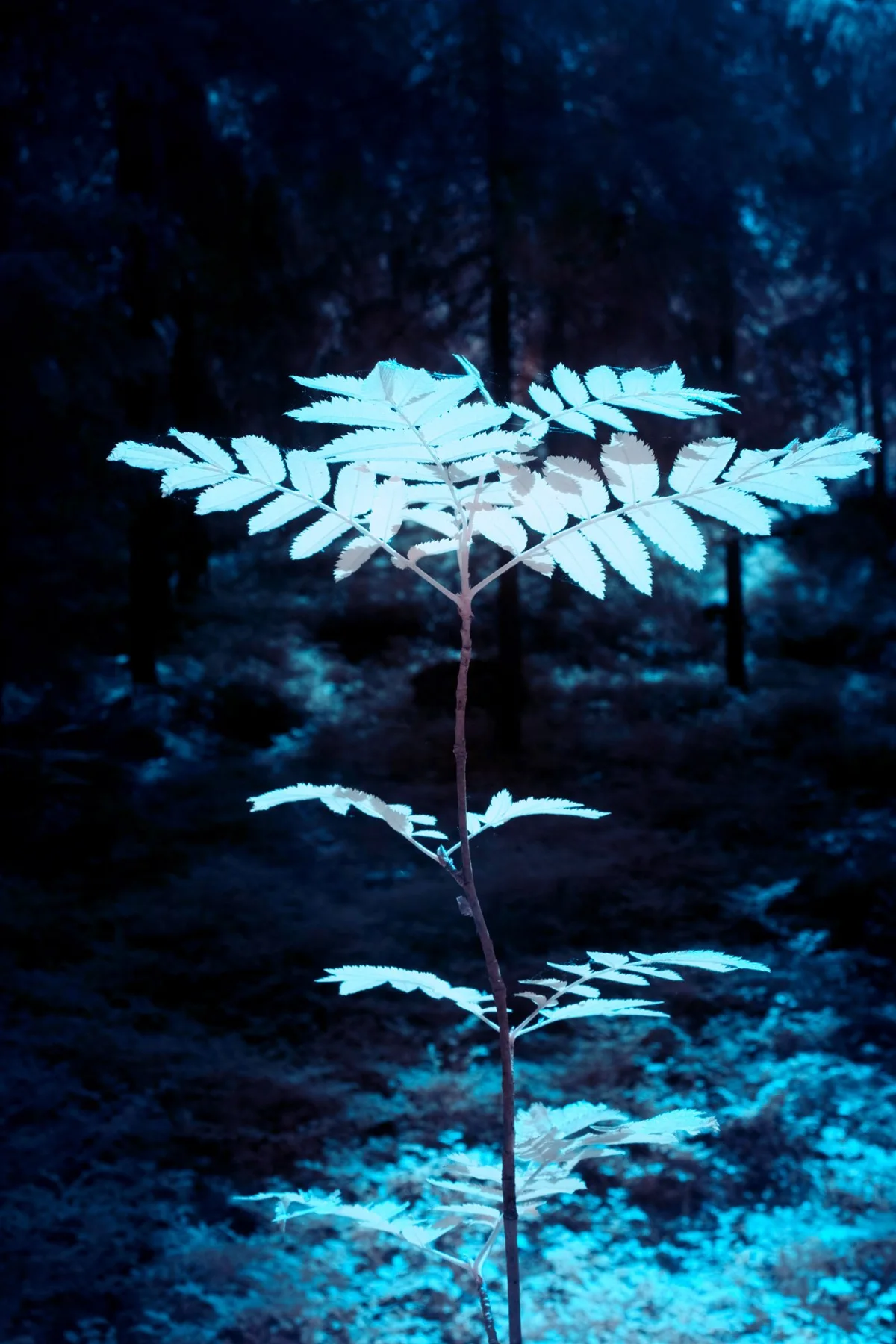 Blaue Bl&auml;tter vor dunklem Hintergrund.