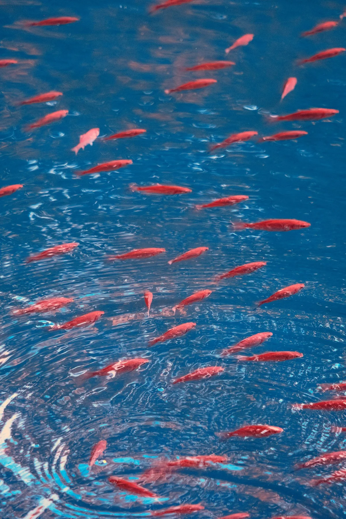 Fische in blau schimmerndem Wasser.