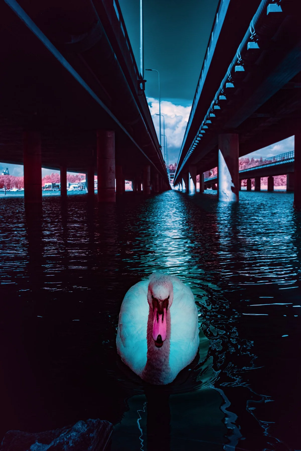Schwan auf dem Wasser unter Br&uuml;cken.