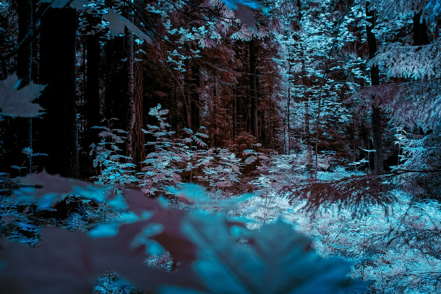 Wald in leuchtenden Blaut&ouml;nen.