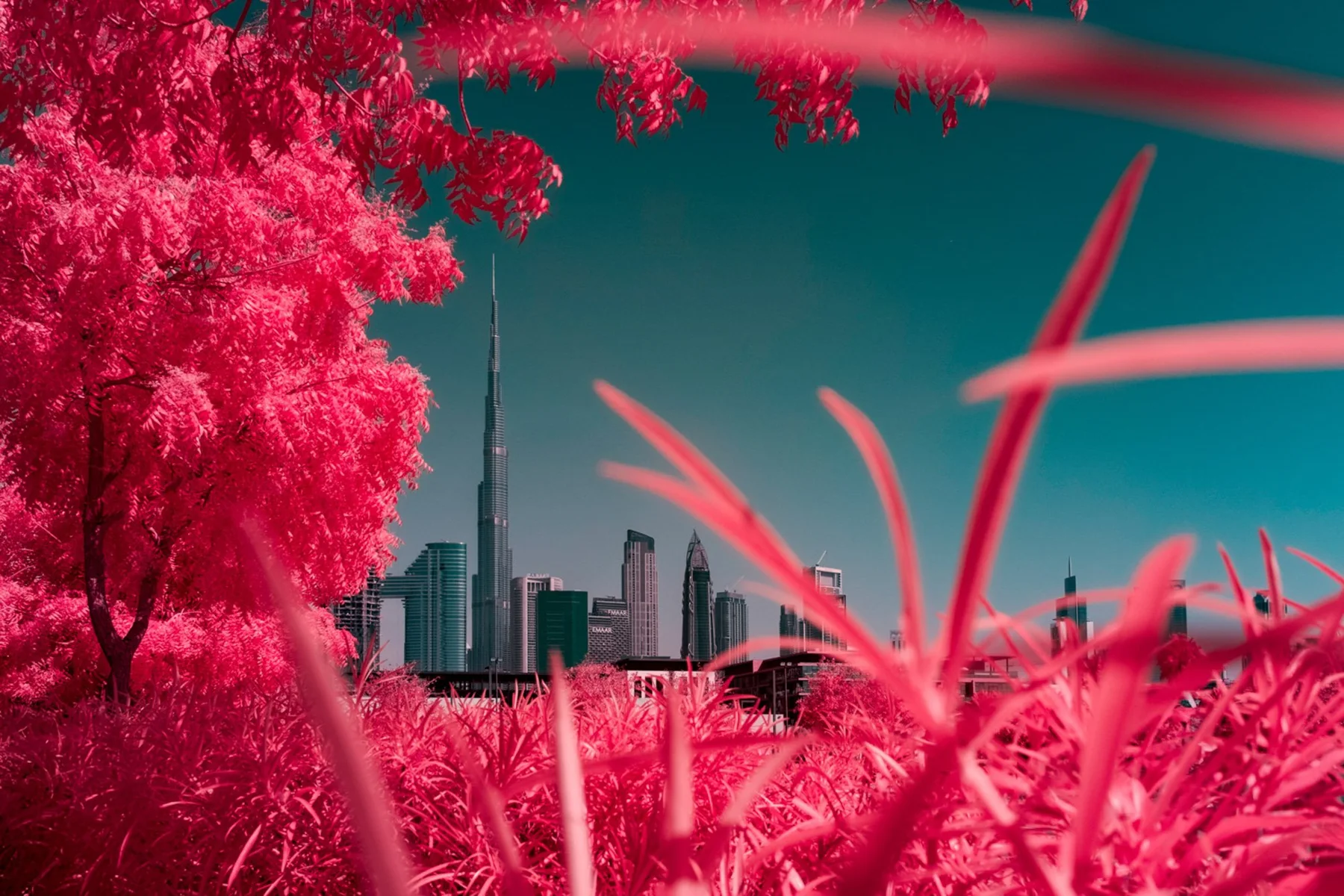 Blick durch rote Vegetation auf Dubais Skyline und den Burj Khalifa.