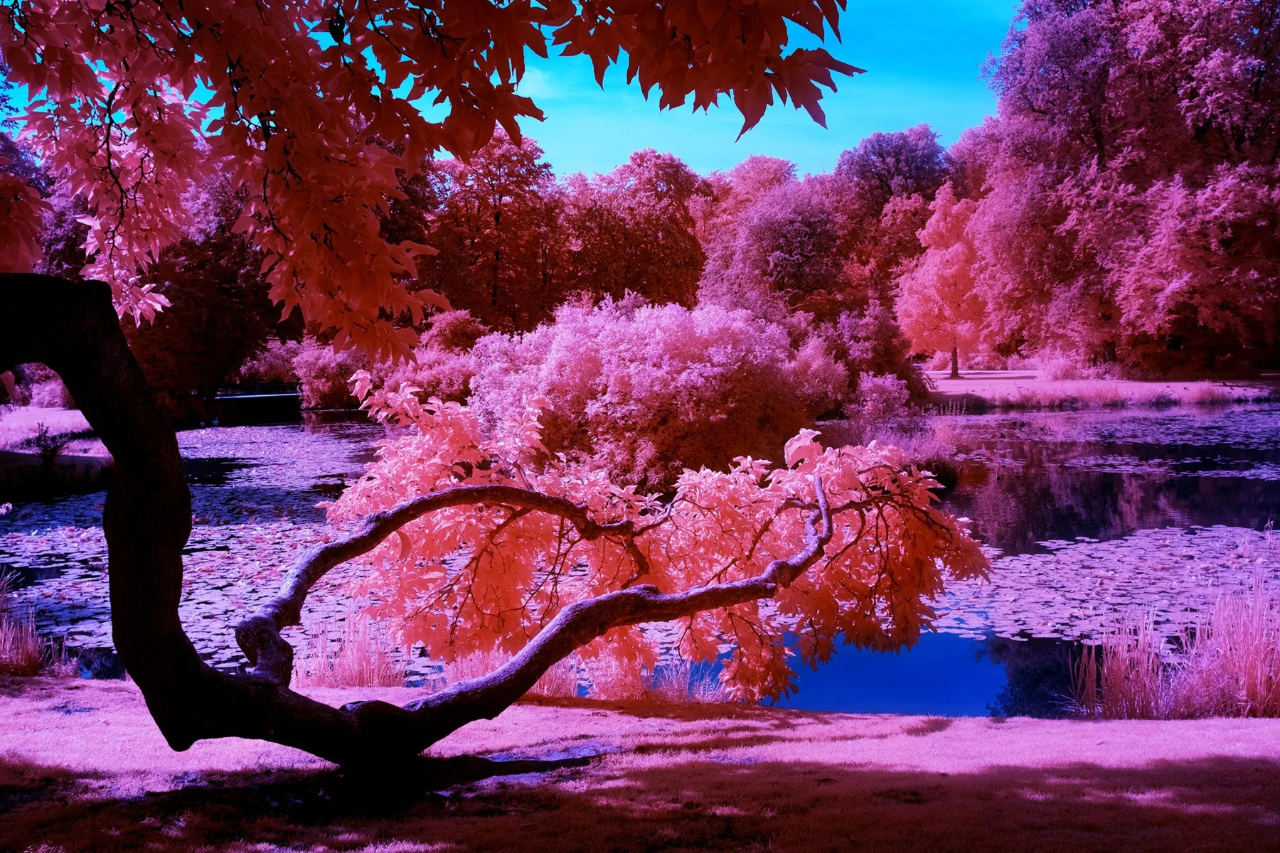 Park mit pinkfarbenen B&auml;umen an einem Teich.
