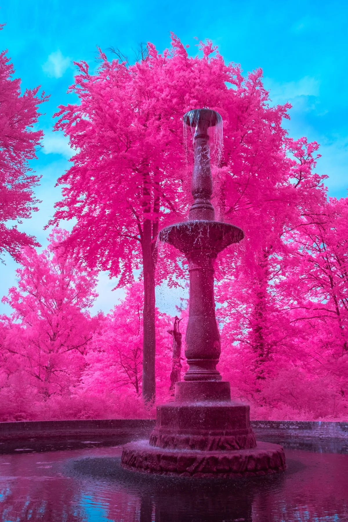 Steinerner Brunnen vor pinkfarbenen B&auml;umen.