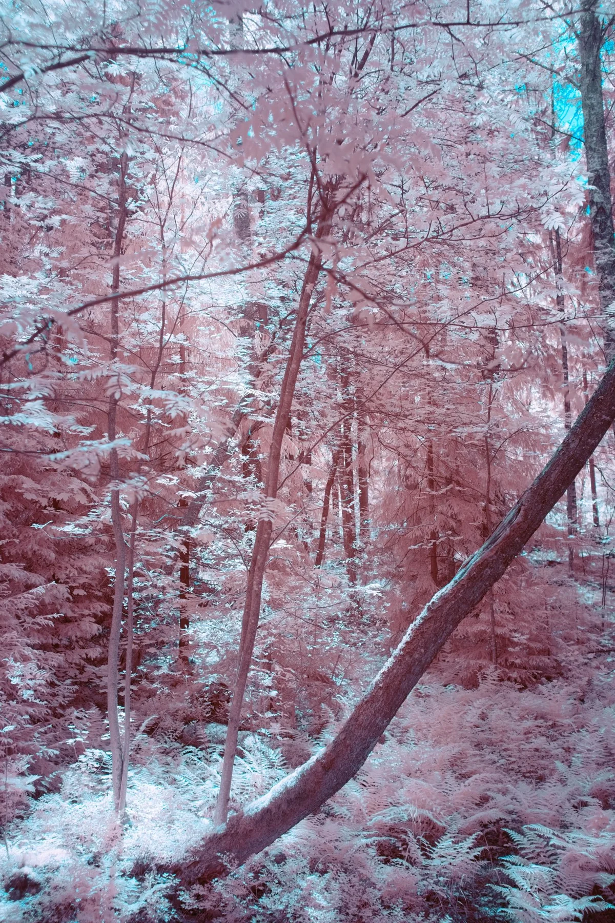 Wald mit pinkfarbenem Laub.