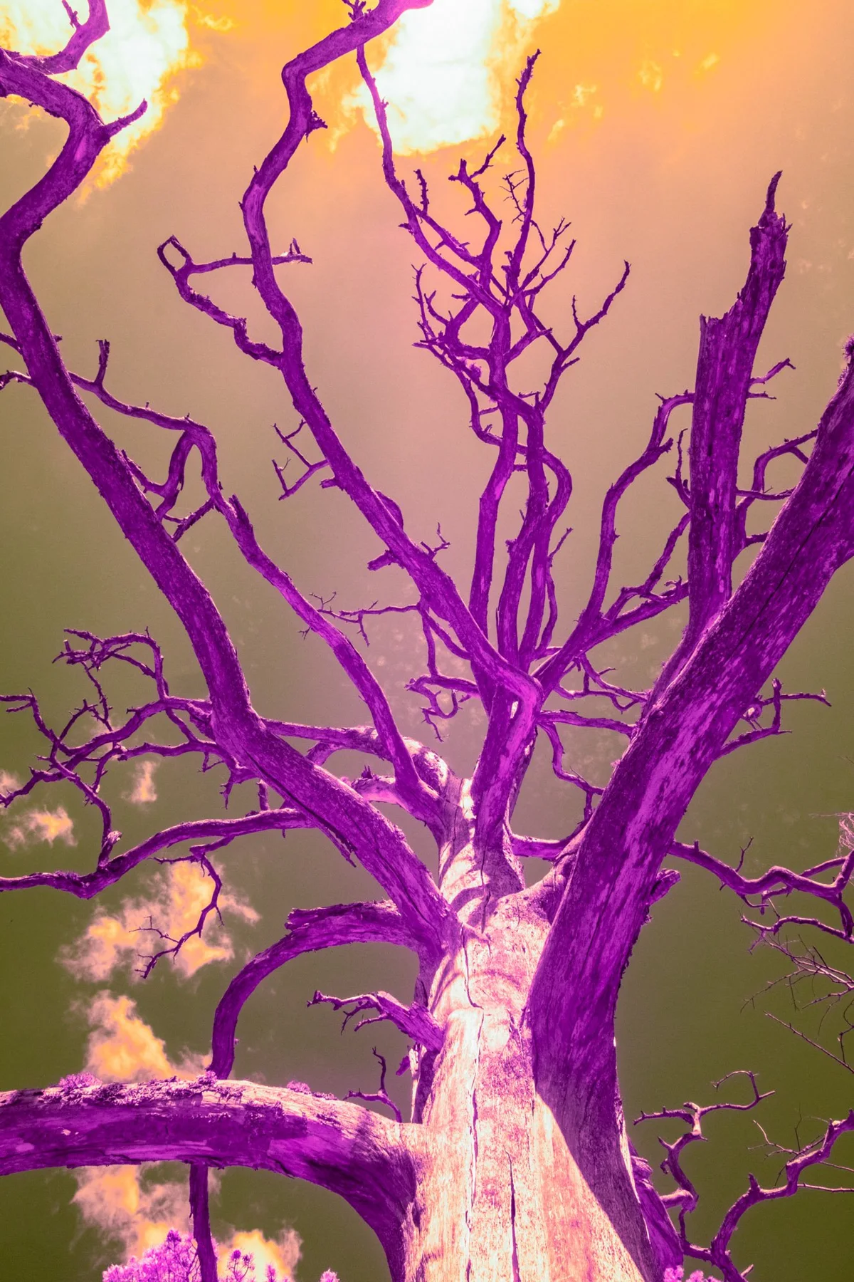 Kahler Baum in violetten Farbt&ouml;nen.