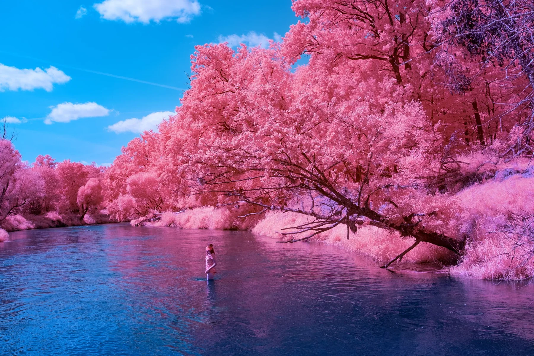 Eine Person am Wasser vor pinkfarbenen B&auml;umen.
