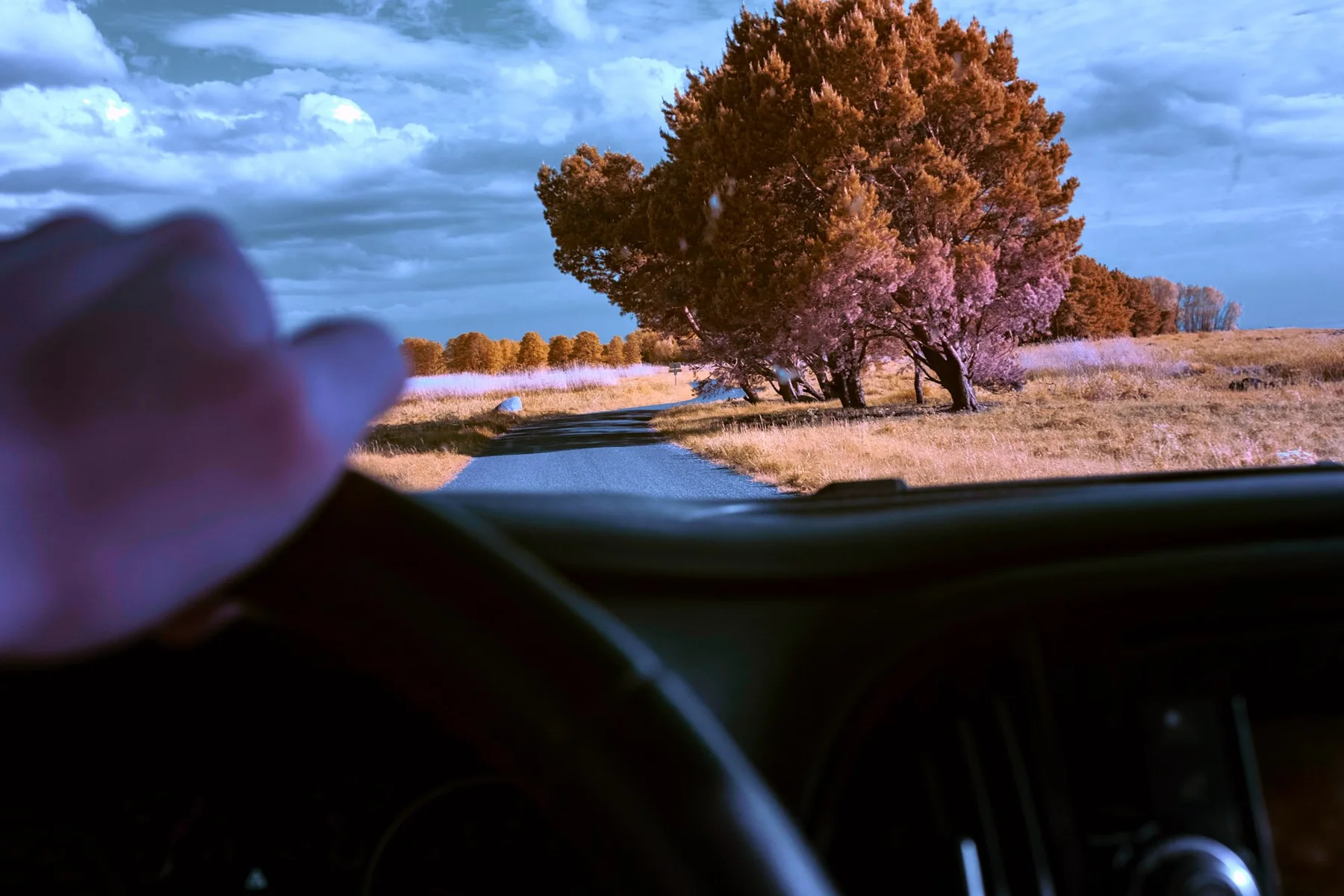 Blick aus einem Auto auf einen Baum.
