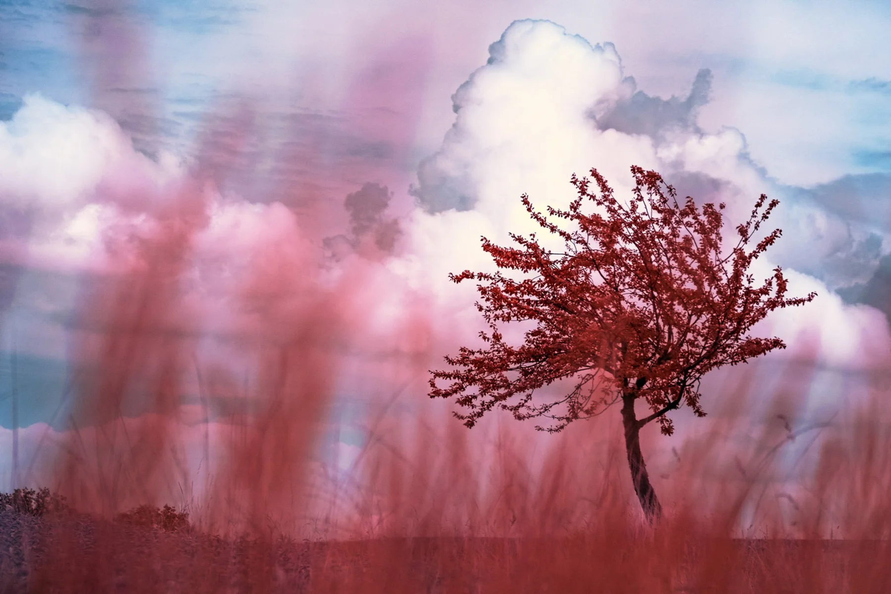 Einzelner Baum hinter bewegungsunscharfen Gr&auml;sern.