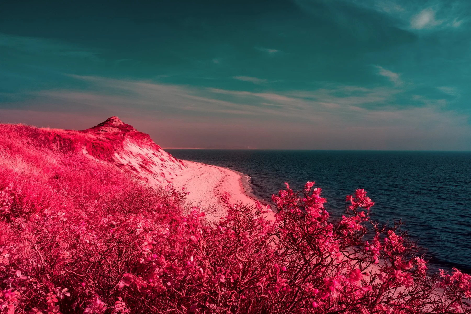 Rot gef&auml;rbte D&uuml;nenvegetation an einer Steilk&uuml;ste.