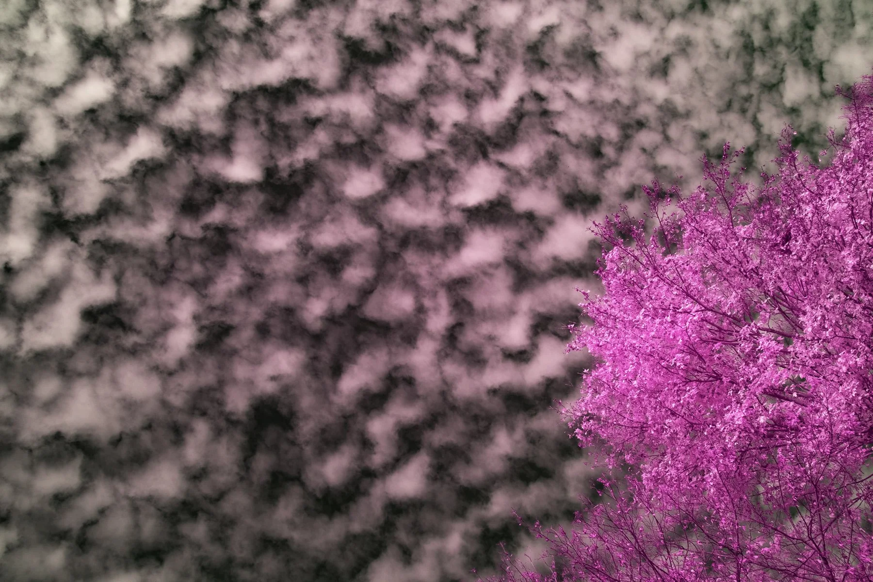 Helle Bl&uuml;ten und pinkfarbene Baumkronen.