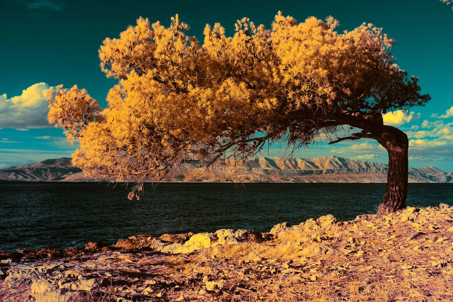 Goldgelber Baum am felsigen Meeresufer.