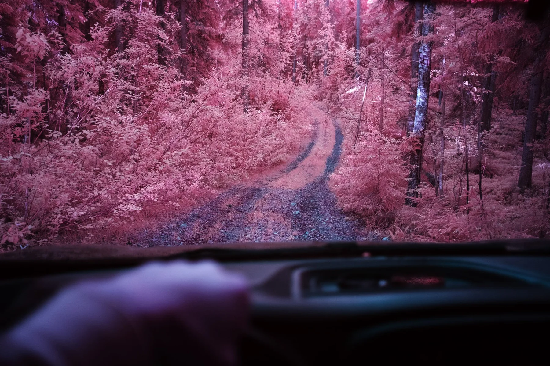 Blick aus einem Auto auf einen Waldweg.