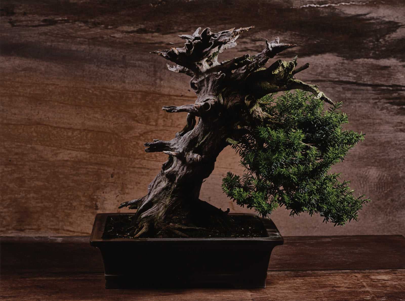 Bonsai, Japan