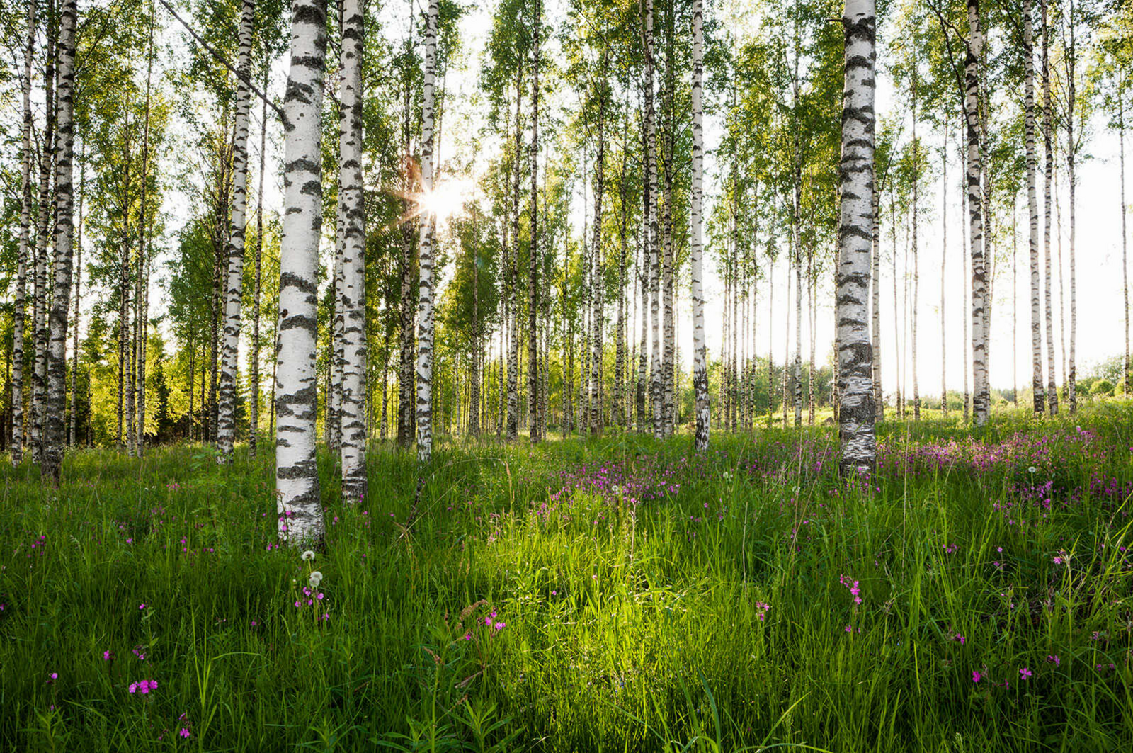Birkenwald 7, Finnland